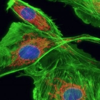 PCR熒光濾光片怎么選型？